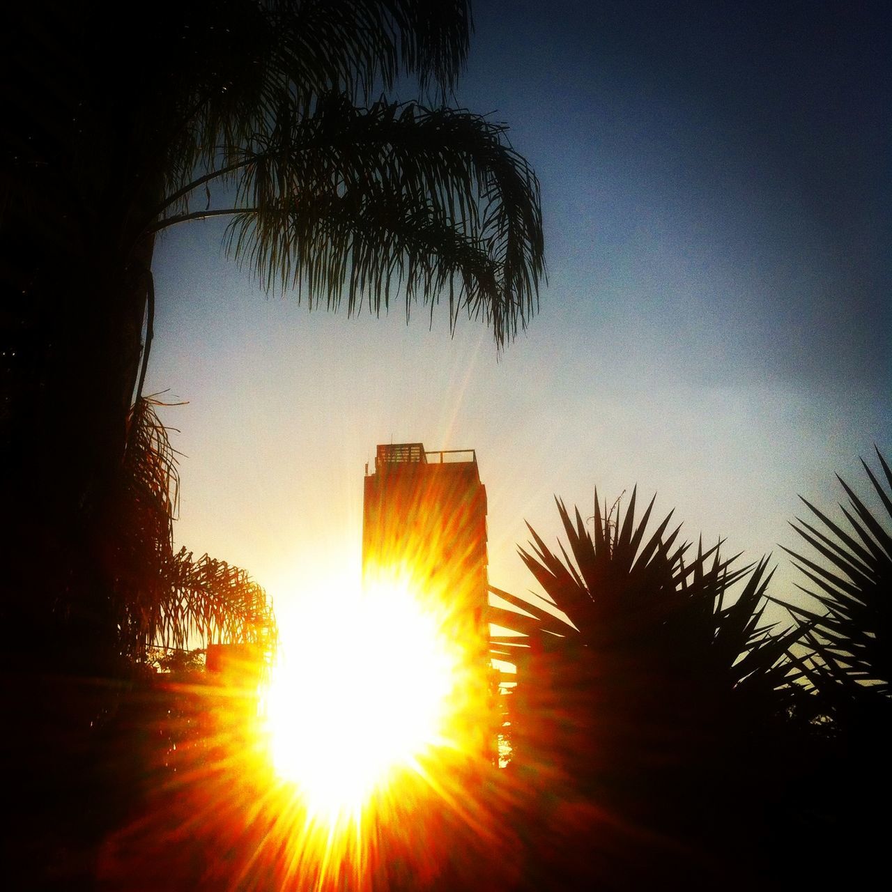 SILHOUETTE OF PALM TREES AGAINST SUNSET