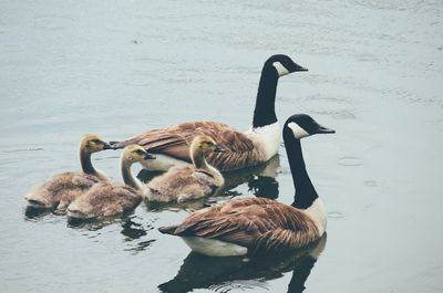 Birds in calm lake