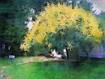Yellow flowers in pond
