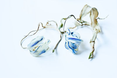 Close-up of blue over white background