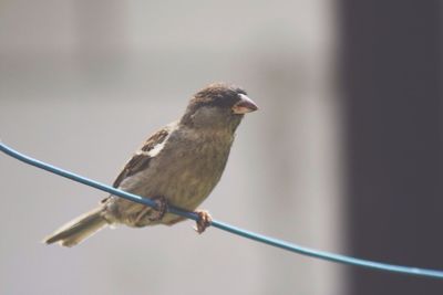 Close-up of bird perching on railing