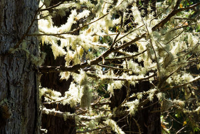 Full frame shot of tree