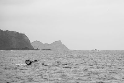 View of duck swimming in sea