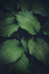 Full frame shot of green leaves