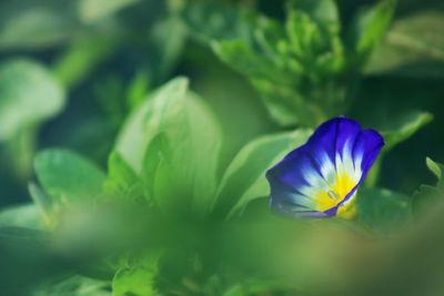 Close-up of purple flowering plant