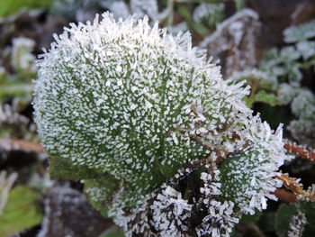 Close-up of frozen plant