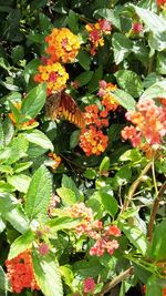 Close-up of butterfly on plant