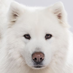 Close-up portrait of white dog