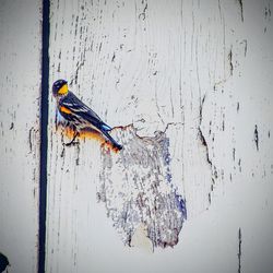 Close-up of bird perching on wood