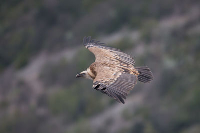 Side view of griffon vulture