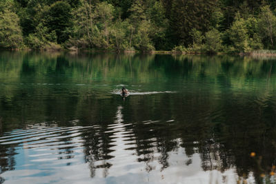 Ducks in a lake