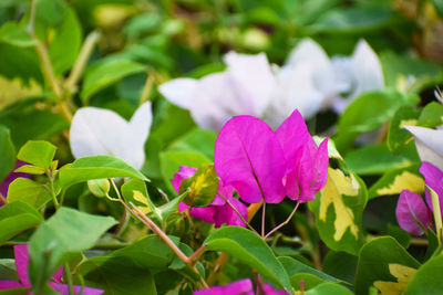 Close-up of pink flowering plant