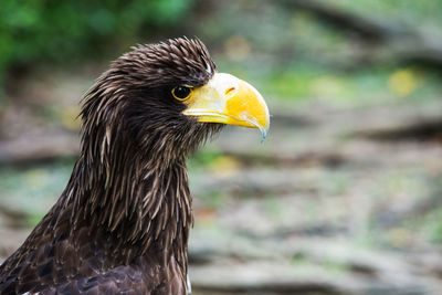 Close-up of eagle