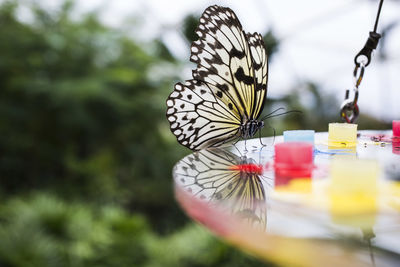 Close-up of butterfly on flower