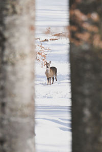 Horse standing in forest