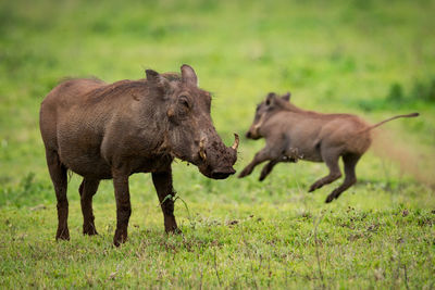 Wild boars on grassy field