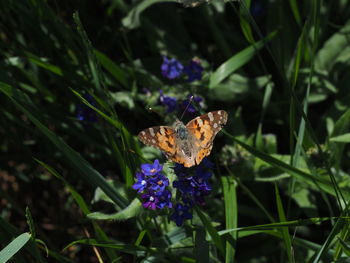 Close-up of butterfly on purple flower