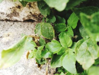 Close-up of green leaves on rock