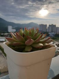 Close-up of succulent plant