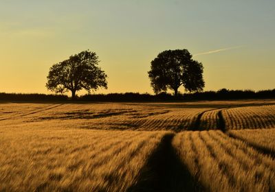 Scenic view of field against sky during sunset