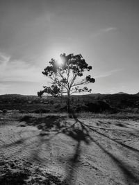 Tree on field against sky