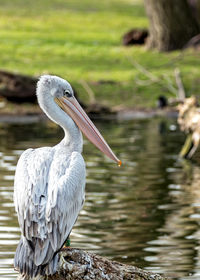 Close-up of pelican