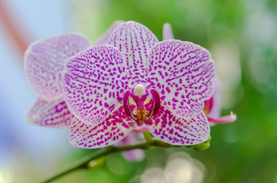 Close-up of pink orchid flower