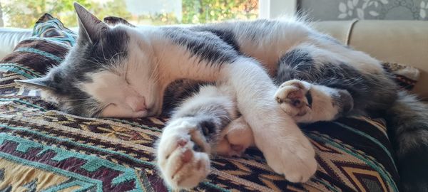 High angle view of cat sleeping