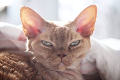 Close-up portrait of ginger devon rex cat 