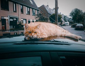 Cat looking through car window