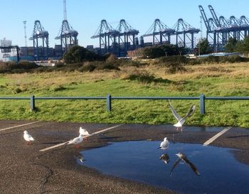 Cranes on landscape