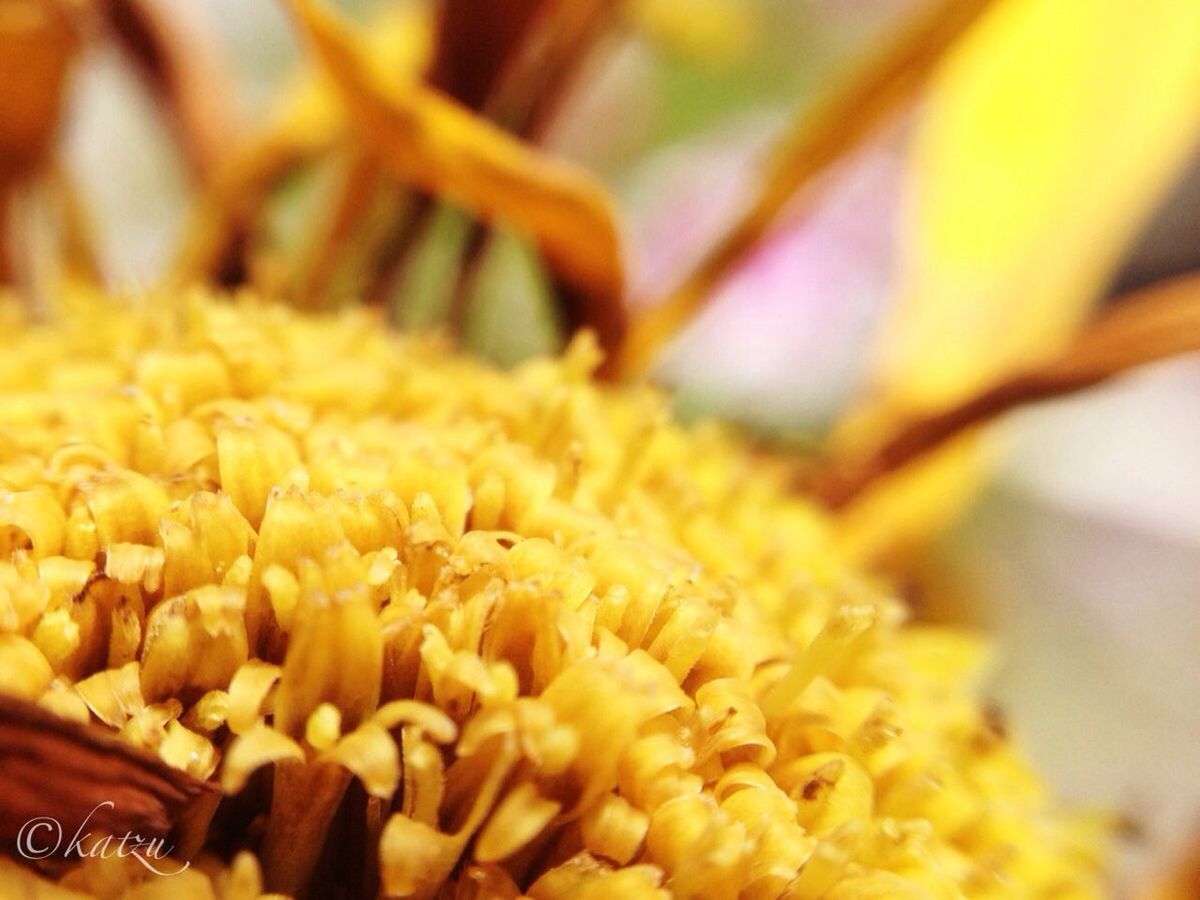 yellow, freshness, close-up, flower, selective focus, fragility, flower head, full frame, petal, backgrounds, beauty in nature, macro, focus on foreground, extreme close-up, nature, detail, growth, natural pattern, no people, textured