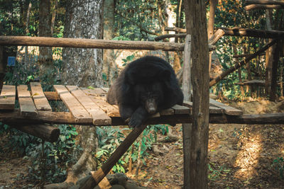 Monkey sitting in a forest
