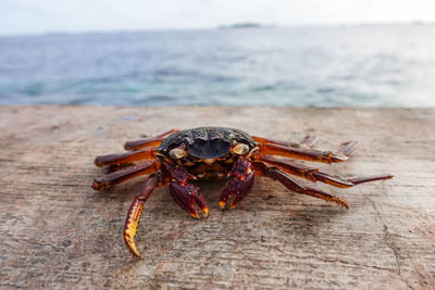 Close-up of hermit crab on retaining wall against sea