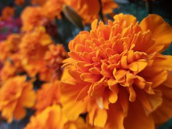 Close-up of orange marigold flower