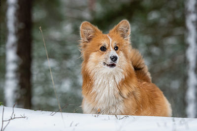 Portrait of dog on snow