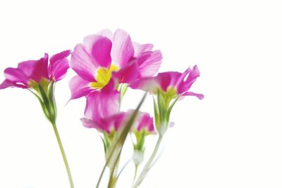 Close-up of pink flower over white background