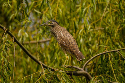 Close-up of bird perching on branch