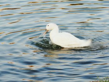 High angle view of duck swimming in lake