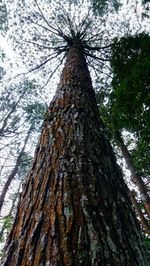 Low angle view of tree trunk