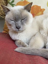 Close-up of cat resting on sofa