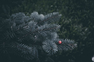 Close-up of christmas tree