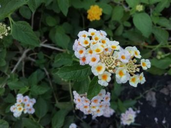 Close-up of flowering plant