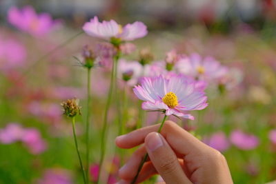 Cropped hand of woman holding pink flower blooming on field