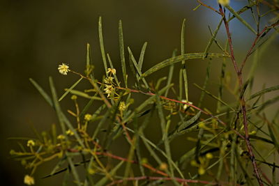 Close-up of flowering plants on field