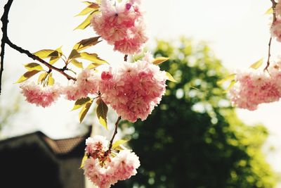 Low angle view of pink flowers blooming on tree