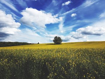 Scenic view of field against sky