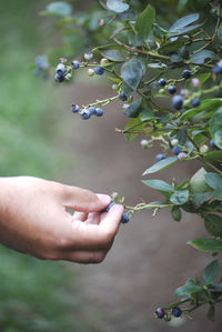 Cropped image of hand holding berries