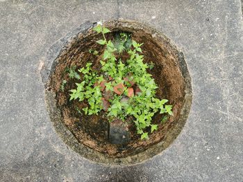 soil