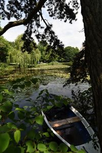 Reflection of trees in pond